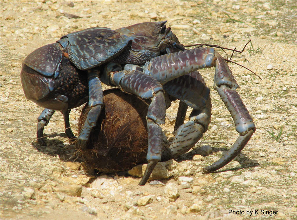 Coconut crabs  It's those little things..